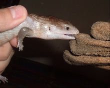 Sebastian biting glove