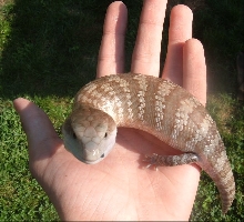 Spunky Sebastian