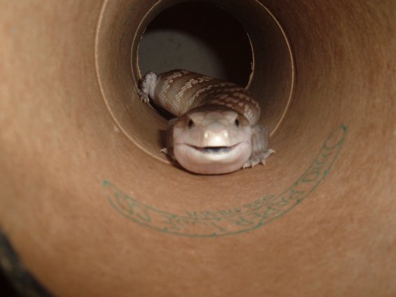 Spunky Seb in tube
