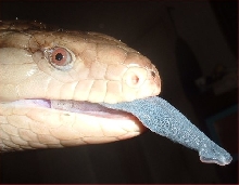 Sammy tongue