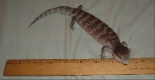 Seb's size  T.S. Chimaerea
