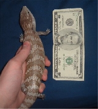 Seb $