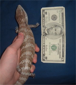 Seb $