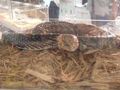 Shinglebacks