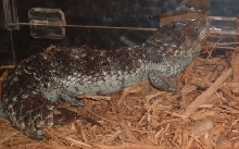More shinglebacks