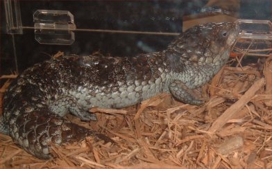 More shinglebacks