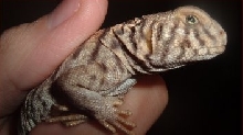 My ornate uro, spike