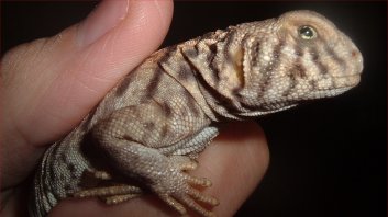 My ornate uro, spike
