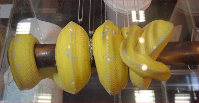Yellow chondro