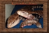 My Skinks
