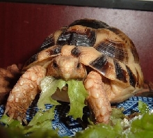 Tank eatin