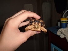 Tiny Tort