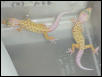 first albino patternless hatchling of '02