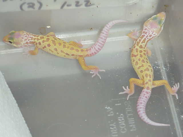first albino patternless hatchling of '02