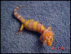 02 Bell Albino