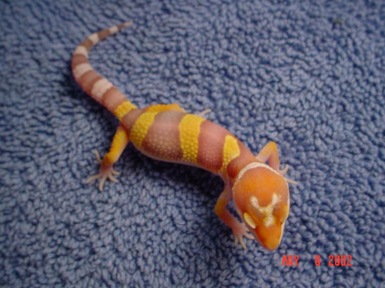 02 Bell Albino