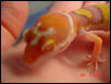 Bad Closeup Pic of Bell Albino