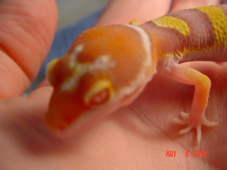 Bad Closeup Pic of Bell Albino