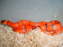 02 female