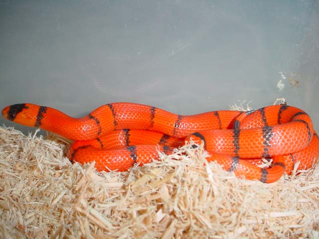 02 female