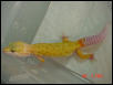 nice 02 patternless albino