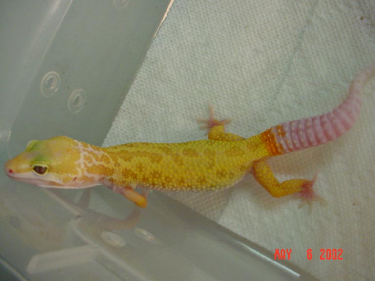 nice 02 patternless albino