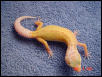 02 striped patternless albino