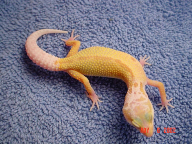 02 striped patternless albino