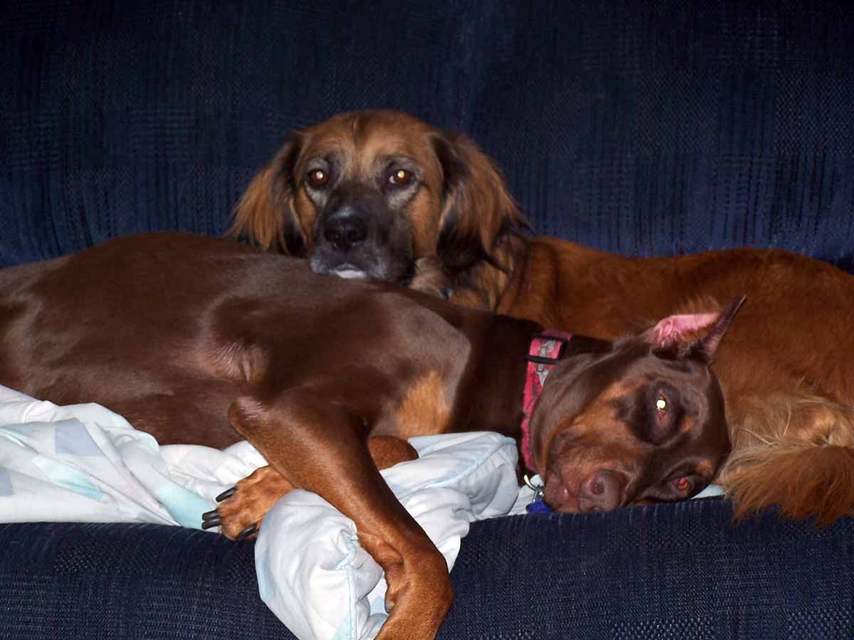Sasha and Lucky cuddling