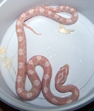 Kukos1
