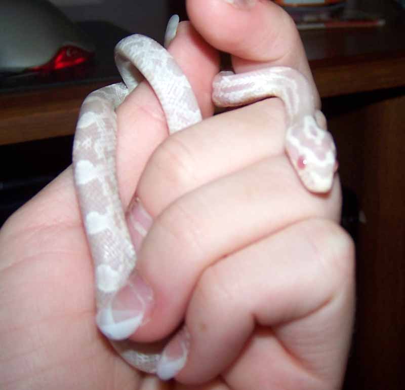 Kukos