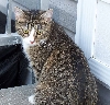 Mesha