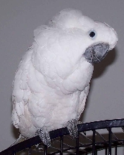Opal