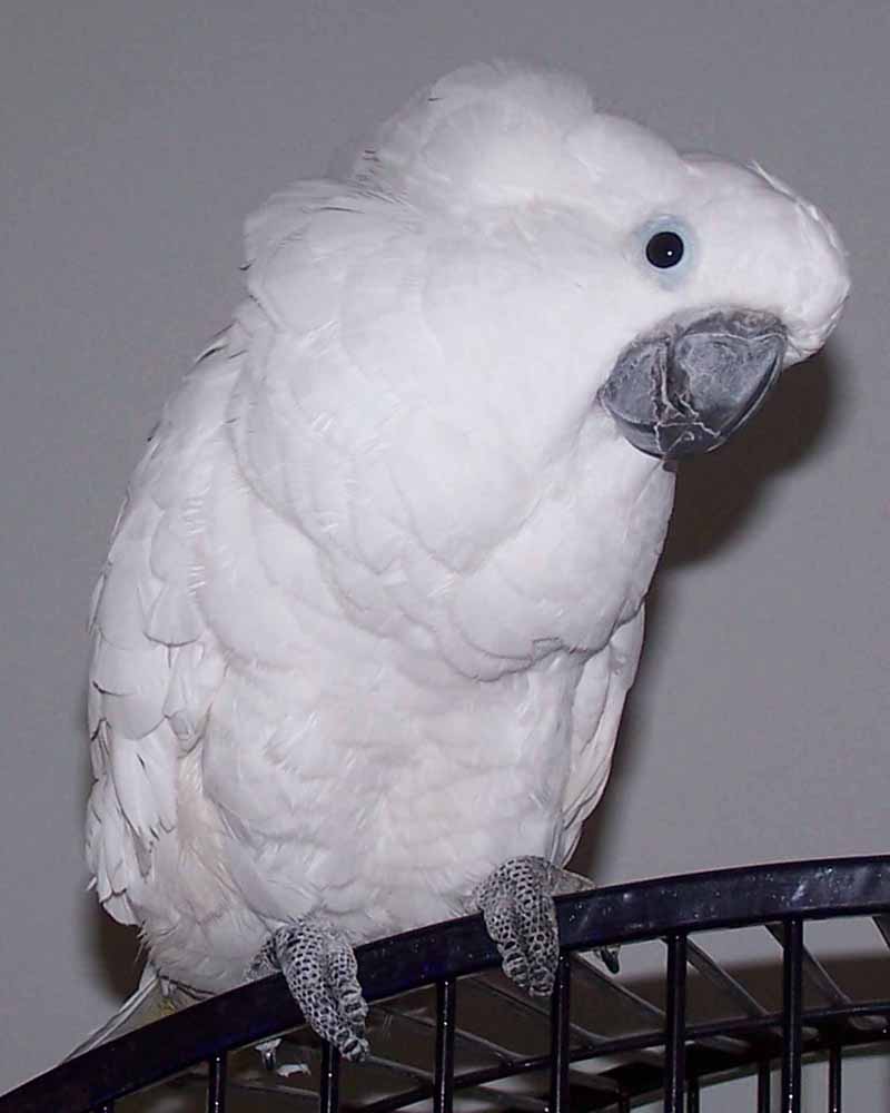 Opal