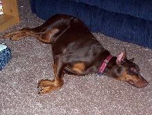 Sasha laying