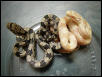 Albino Gray Rat Snake