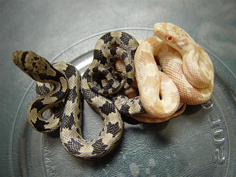 Albino Gray Rat Snake