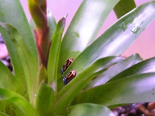 D.amazonicus 2