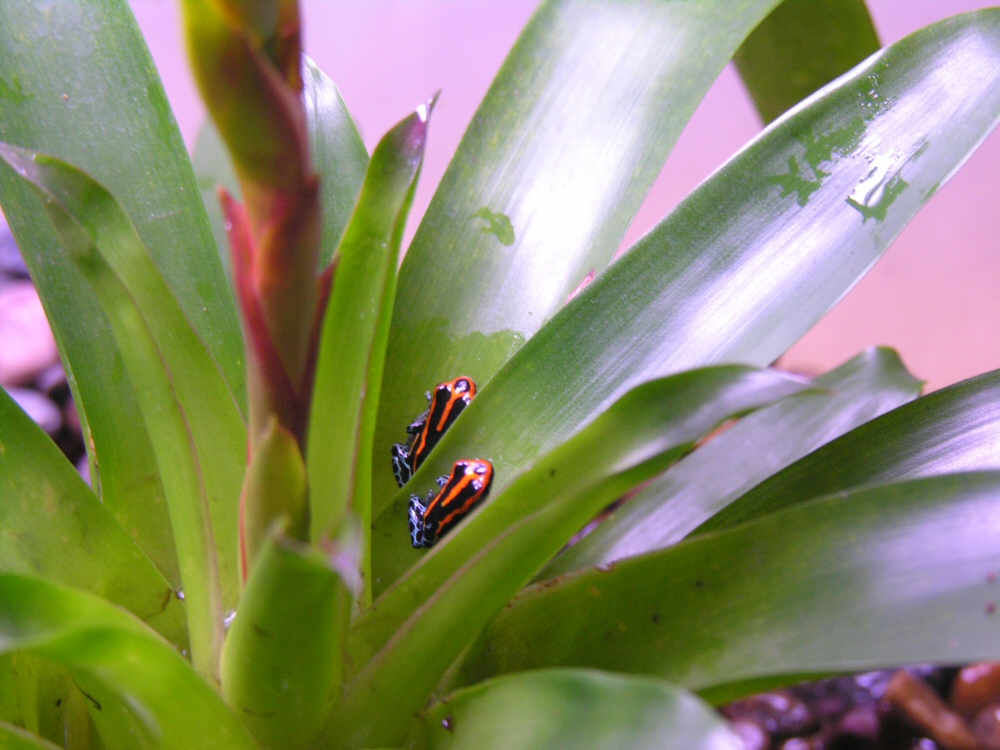 D.amazonicus 2