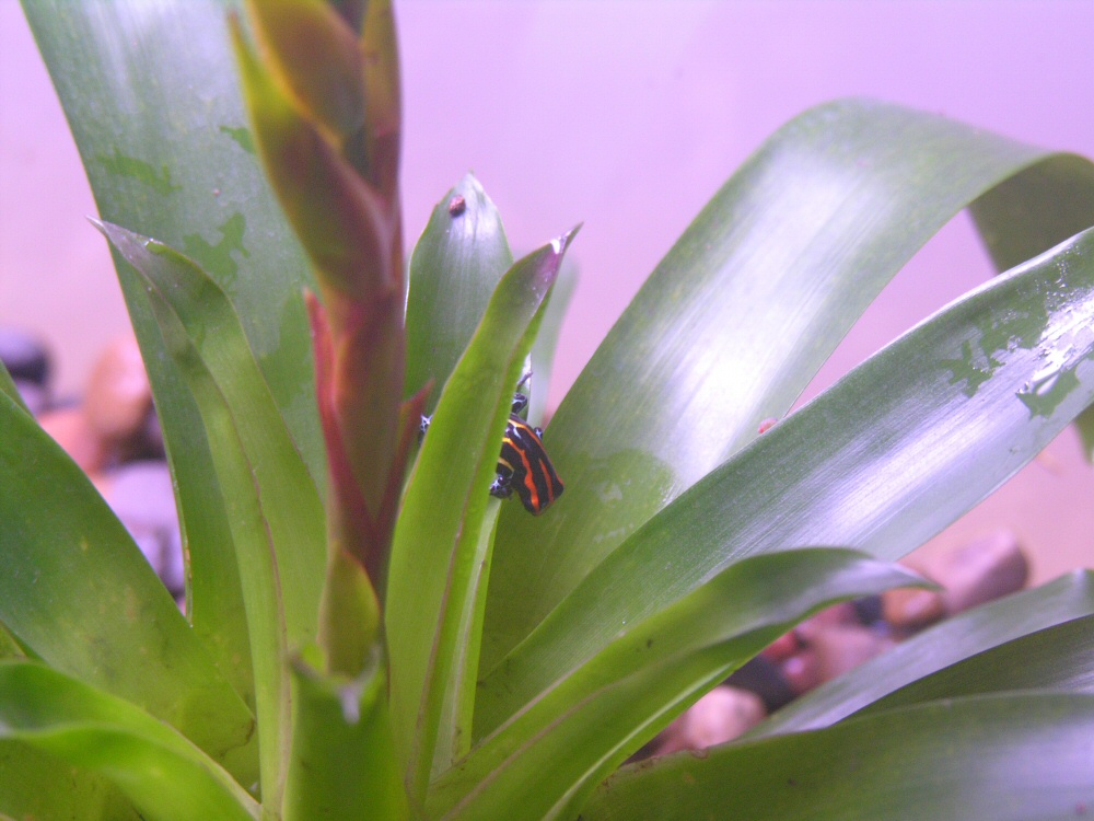 D.amazonicus 3