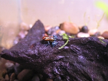Amazonicus