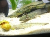 Axie