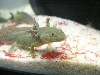 Axie 2