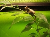 Brookesia Decaryi (female)