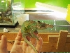 Fischers