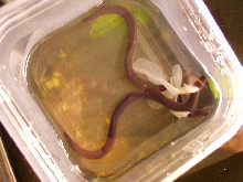 Baby T.Natans w/lungs