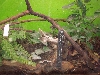 Brookesia Tank 3