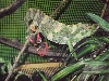 Mellers Chameleon