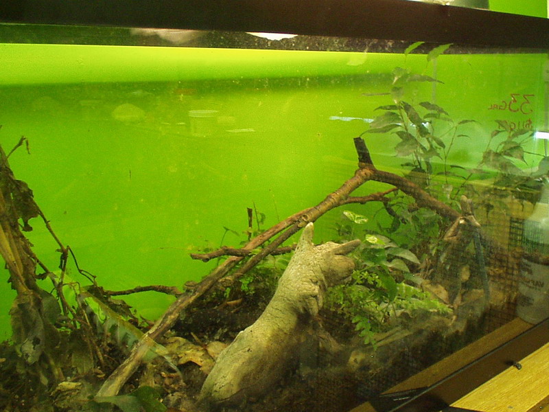 Brookesia Tank