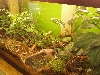Rhampholeon tank